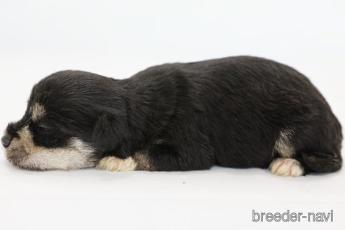 成約済の神奈川県のミックス犬-334151の2枚目